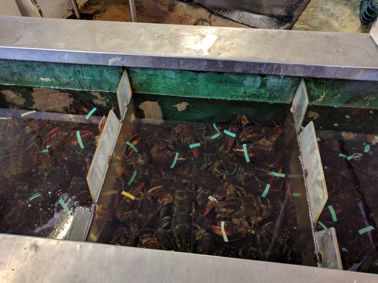 Larry lobster and friends